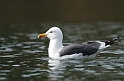 Lesser black-backed gull - C